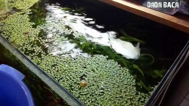 Ряска в аквариуме! Как собрать ряску в аквариуме! Чистка аквариума от ряски! смотреть онлайн