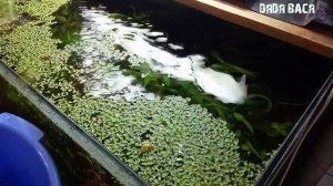 Ряска в аквариуме! Как собрать ряску в аквариуме! Чистка аквариума от ряски!