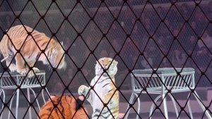 Ярослав Запашный — Достойный продолжатель династии 🐅✊🏻
