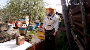 Неплодная матка облетелась через 21 день! Я не ожидал! Ранний отводок!
