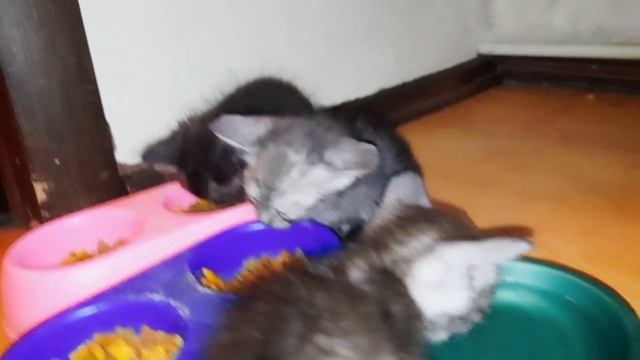 Наши котята начали кушать сухой корм!