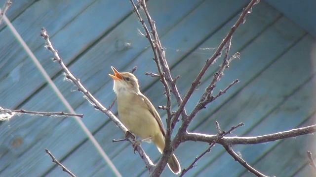 Поющий соловей или всё же камышовка? смотреть онлайн