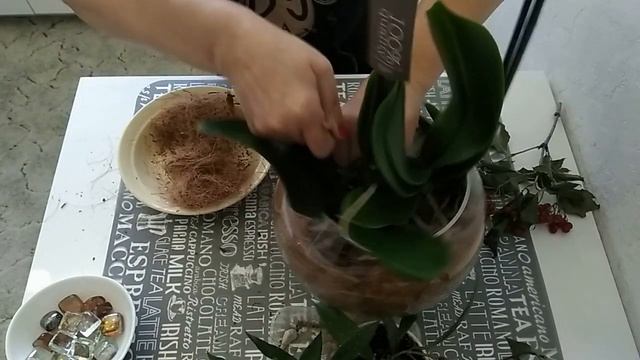 Как сделать композицию из орхидей фаленопсис и хои, купленных тц Планета Лета смотреть онлайн