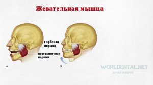 Основы гнатологии. Анатомия и физиология ВНЧС