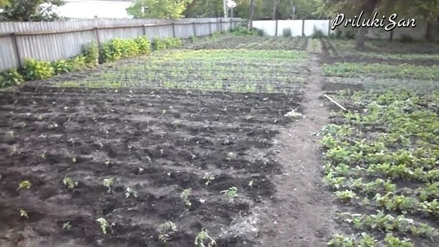 #6. Супер ручной  культиватор,  пропольник для прополки огорода. Результат работы, спустя 4 дня.