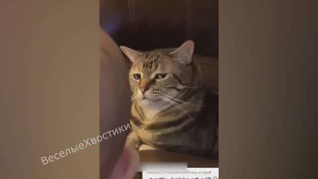 СМЕШНЫЕ ЖИВОТНЫЕ 2023 ЛУЧШИЕ ПРИКОЛЫ С КОТАМИ И CОБАКАМИ смотреть онлайн