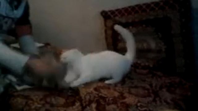 Медведь vs Кошка смотреть онлайн