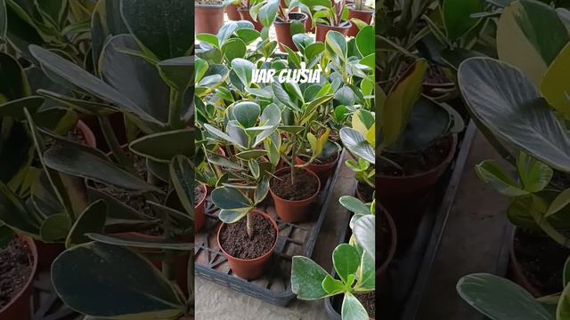 Ficus Clusia Variegata #subscribe #subscribetomychannel #subscribe_now #subscribemychannel