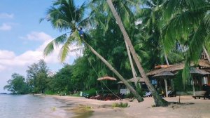 How to Pick Coconuts - Как собирают кокосы