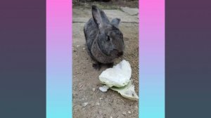 Кролик кушает