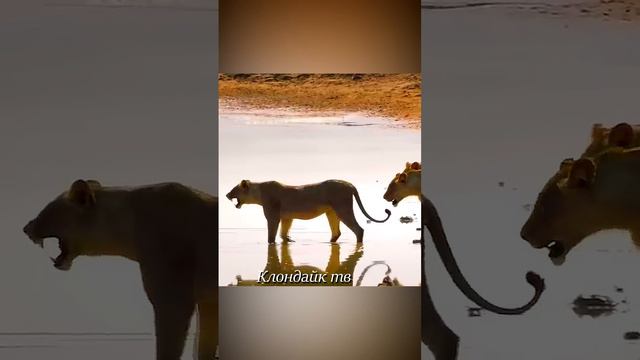 Львы забыли малыша на другом берегу реки с крокодилами. смотреть онлайн
