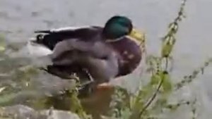 Нани Брегвадзе  - Ах эта красная рябина