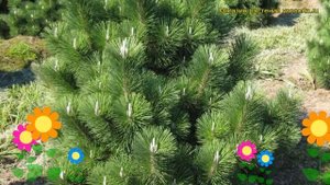 Сосна тунберга Тундерхэд. Краткий обзор, описание характеристик pinus thunbergii Thunderhead