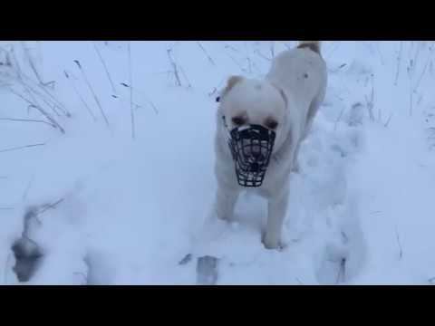 Прогулка с алабаем // Алабай в квартире!