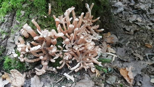 Опята,в лес за грибами. смотреть онлайн