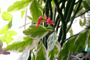 Педилантус, молочай титималоидный. Обрезка (Euphorbia tithymaloides. Pruning)