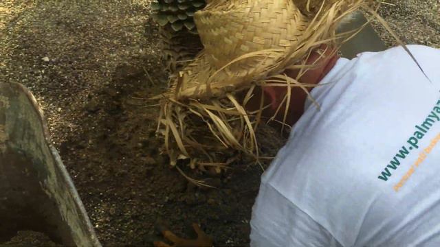 PALMY A ZAHRADY - CZECH REPUBLIC - NOLINA NELSONII PART II смотреть онлайн