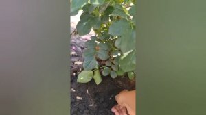 как отличить побег шиповника от розы