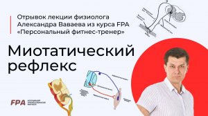 Миотатический рефлекс | Ассоциация Профессионалов Фитнеса (FPA)