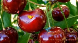 Вишня обыкновенная Орлица (prunus cerasus orlica) ? Орлица обзор: как сажать, саженцы вишни Орлица