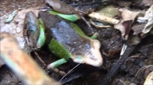 Beautiful Mantella (Mantella pulchra) at Vohimana Experimental Reserve - Sneak Preview 2017