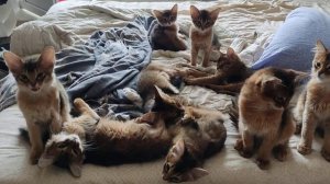 Банда. Продаются котята. Питомник сомалийских кошек REDHEAD MIRACLE.