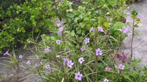 THE BEAUTY OF VIOLET FLOWER IN POT.