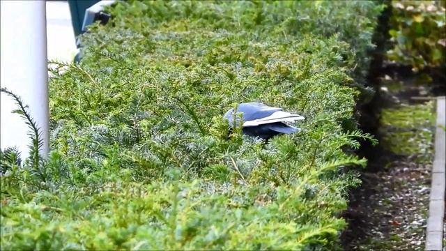 Beautiful Leucistic Jackdaw  Mooie Leucistische Kauw Coloeus Monedula