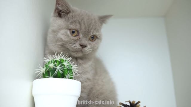 Питомник Британских Котят в Минске. Купить в Минске британца с родословной. смотреть онлайн