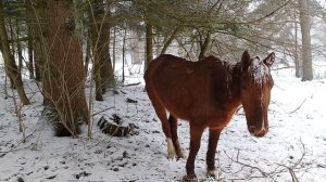 Зимовка лошадей в загоне