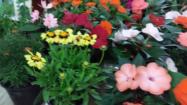 Выставка цветов на Яндекс дзен 👍🔥! Ссылочка в описании 👇🥰
