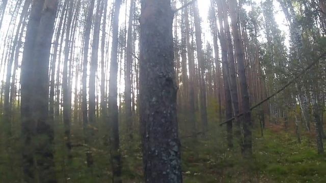 Сбор грибов в тайге (Муромцевский район) Омской области_Mushroom picking in the taiga