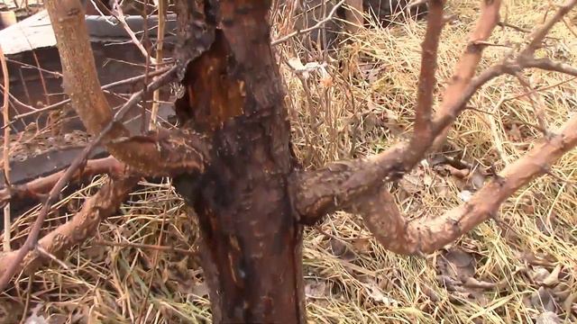 Почему Чёрный Рак в Саду? #чёрныйрак #садоводство #болезнирастений