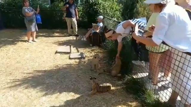 Фотозона сезона 2021 года.. Тайган. #тайган #крым #животные смотреть онлайн