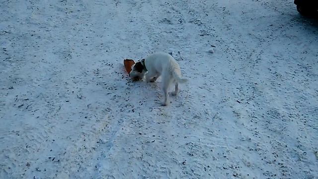 Зачем нам игрушки на прогулке? смотреть онлайн