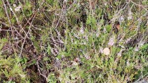 Змеи в лесу. Видеожесть