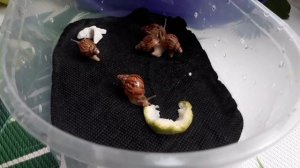 Можно ли купать улиток под краном? Почему у улитки на ракушке белый налет?