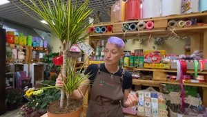 Драцена Санрэй - редкий сорт необыкновенной красоты