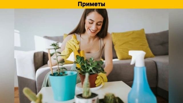 Многие держат дома ДЕНЕЖНОЕ ДЕРЕВО, но не догадываются о его опасности для здоровья.#денежноедерево