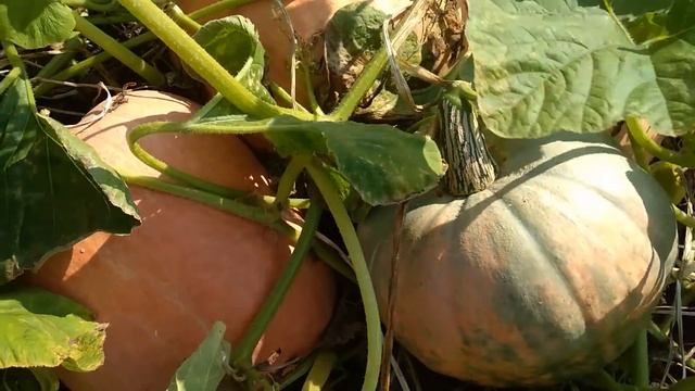 Тыква и первый заморозок. смотреть онлайн