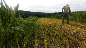 Собираю Амарант на Сено 1 Укос