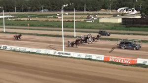 Коневод из Саратова вырастил жеребцов-рекордсменов