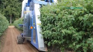 Комбайн для уборки малины Oxbo