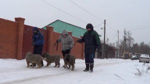 Щенки кавказская овчарка, питомник "Русский Риск" www.r-risk.ru +79262205603 Татьяна Ягодкина