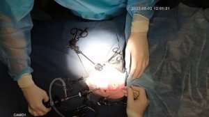 Пупочная грыжа у щенка Лапароскопия