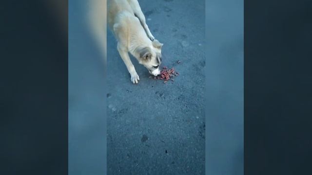 КОРМИМ БЕЗДОМНЫХ ЖИВОТНЫХ ?? смотреть онлайн