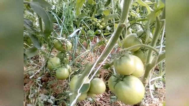 Томаты без полива.От слова-СОВСЕМ!12.07.2019г. смотреть онлайн