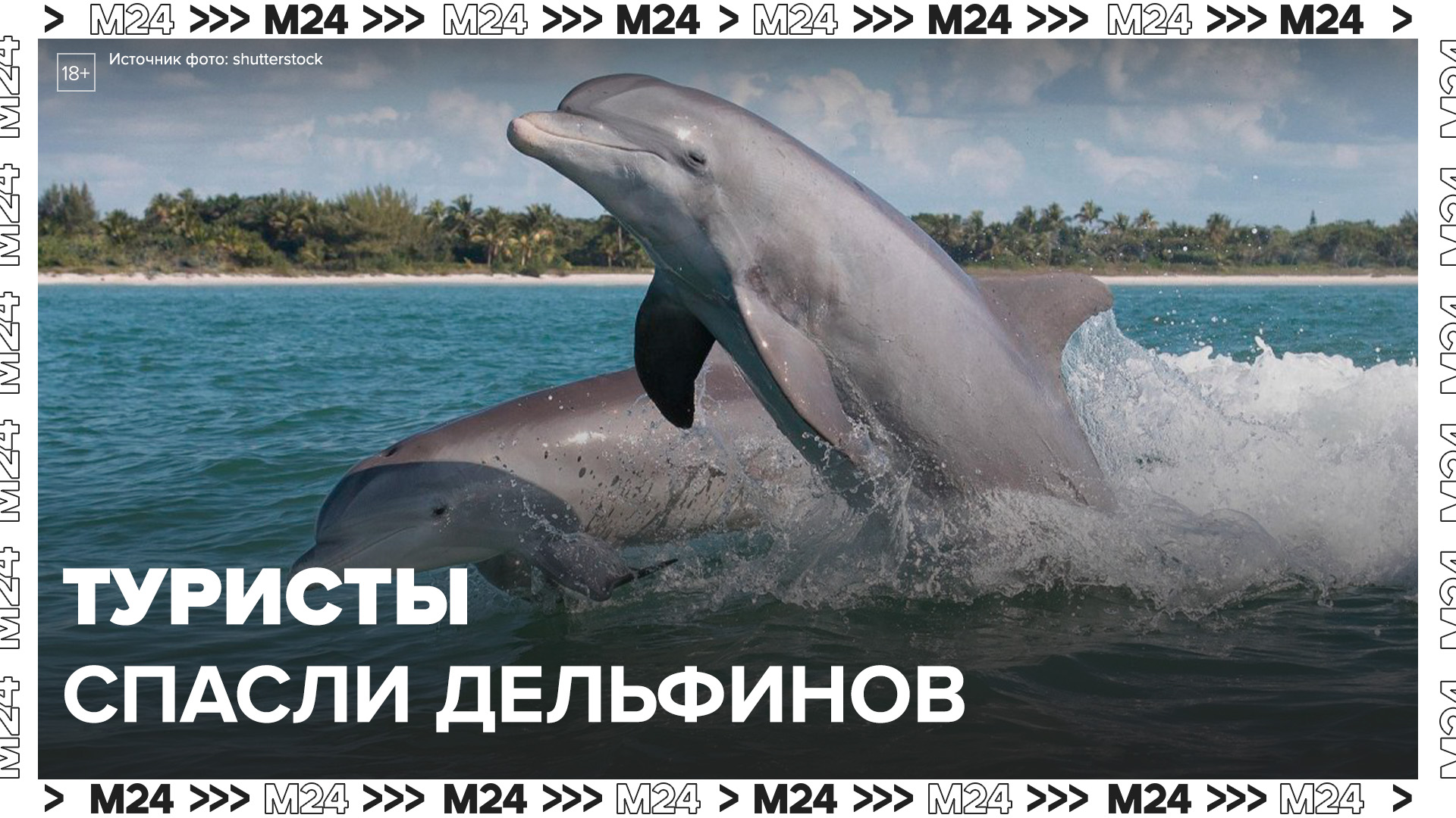 Дельфины в челябинске