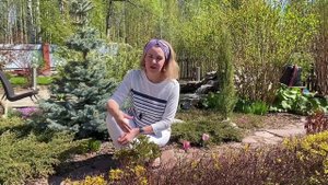 Подкормка пионов для пышного цветения