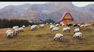 Домашние животные для детей. Познавательное видео с викториной. Учим названия животных.